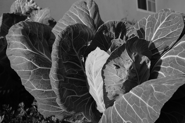 Collard Greens in Black & White