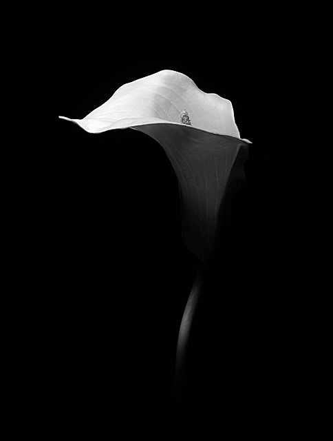 Calla Lily