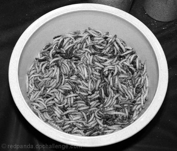 a meal of meal worms