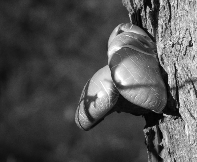Shadows on a Fungaloid