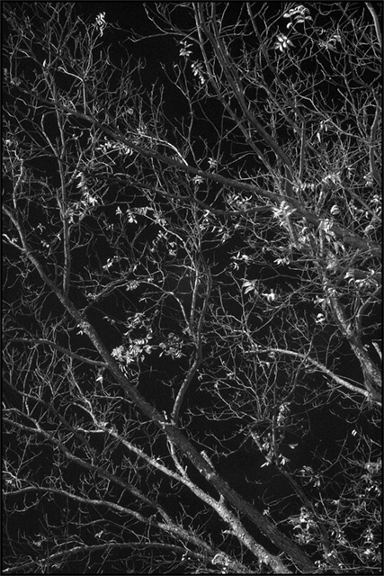 Branches in Infrared