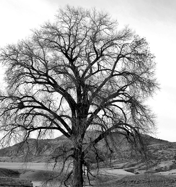 A Tree In Winter