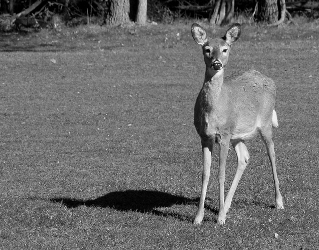 Fawn