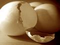 New Life or New Omelette?