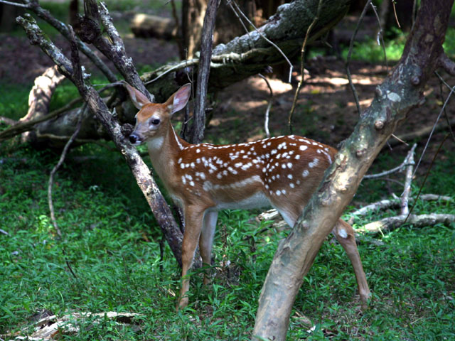 fawn