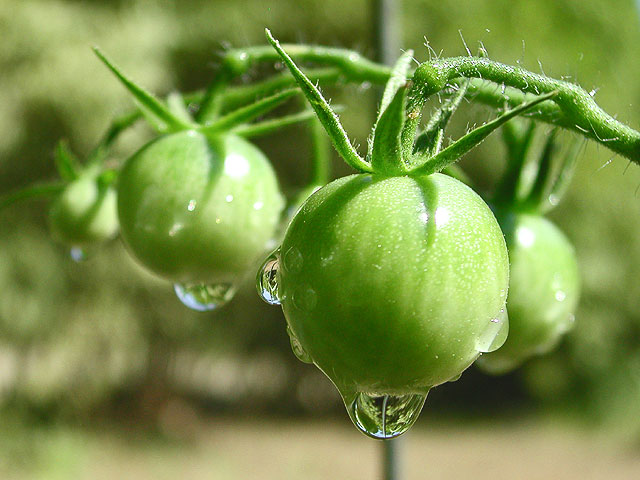 Cherry Tomatoes