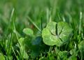 Lucky Clover