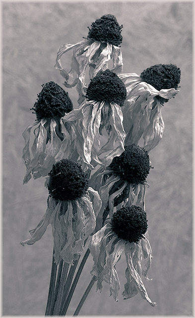 dried susans
