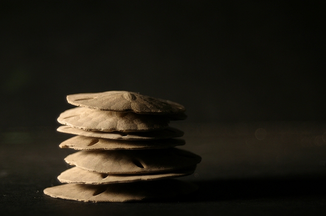 7 Sand dollars