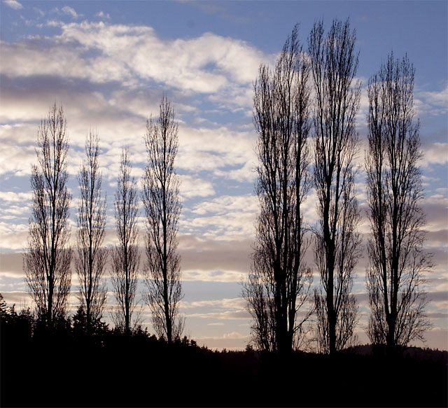 Seven Poplars