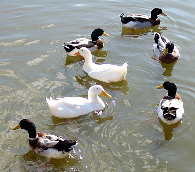 Ducky 7