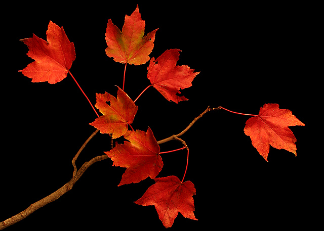 Red Maple at Night