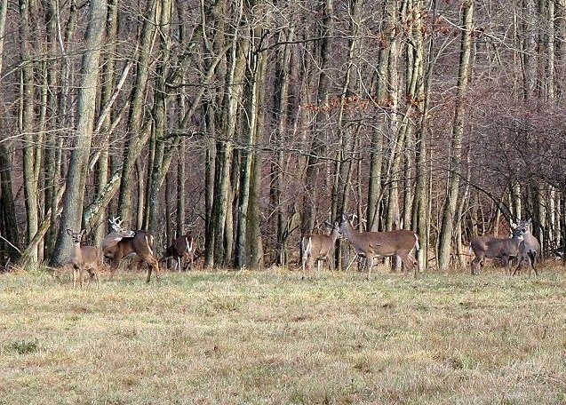 Lucky they were only shot with a Canon