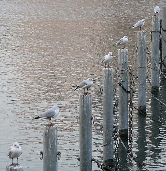 Gulls