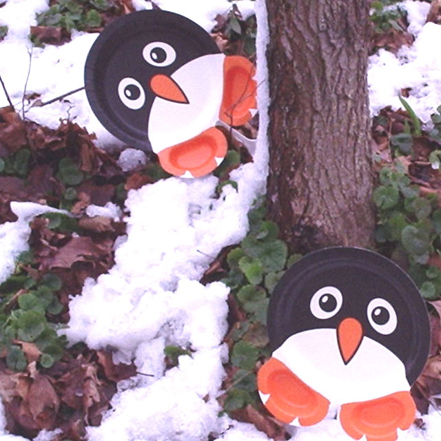 Snowfall attracts mysterious birds!