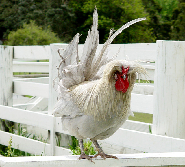 'bad hair day'