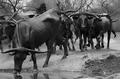 Pioneer Plaza Cattle Drive
