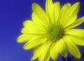 Morning Daisy