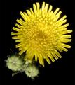 Yellow Is Dandy