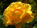 Sunny Rose