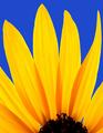 Yellow on Blue