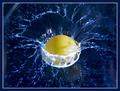 Egg Splash