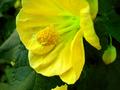 Look at Me Yellow