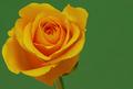 Yellow Rose