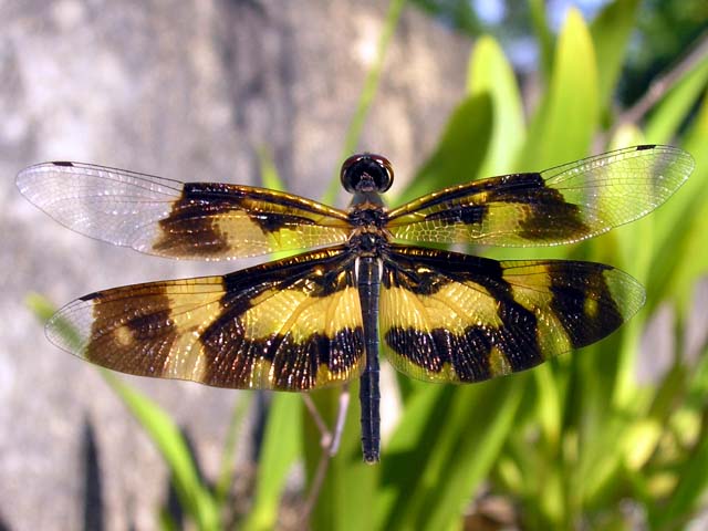 Wings