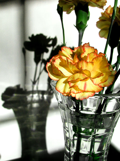 Carnation Still Life