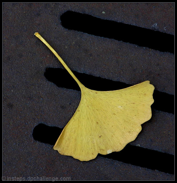 Ginkgo