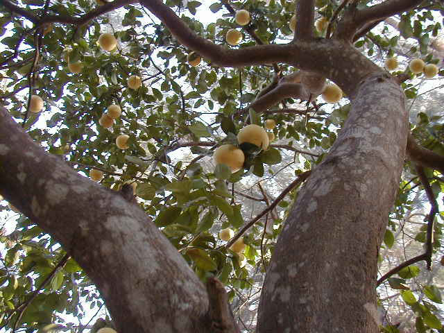 Grapefruit Tree