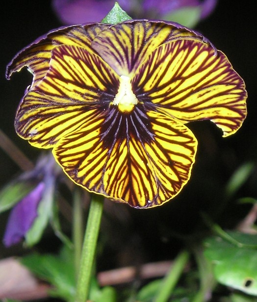 Winter Pansy - closeup