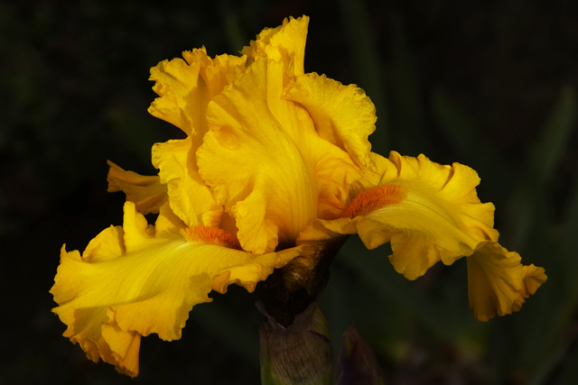 An Iris reflects the golden hues of a December afternoon sun