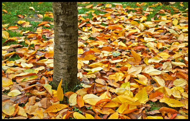 Fall Leaves