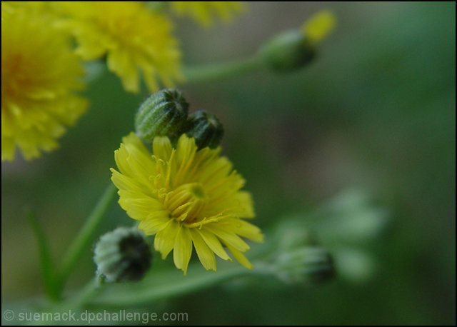 'dandelion'