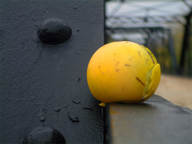 Steel Gourd