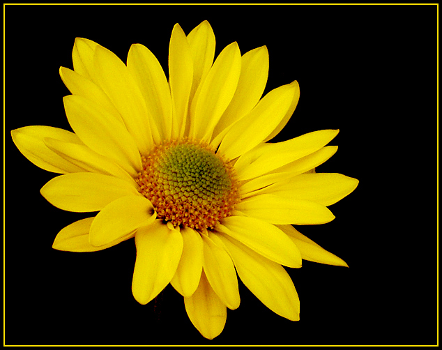 "Daisy on Black"