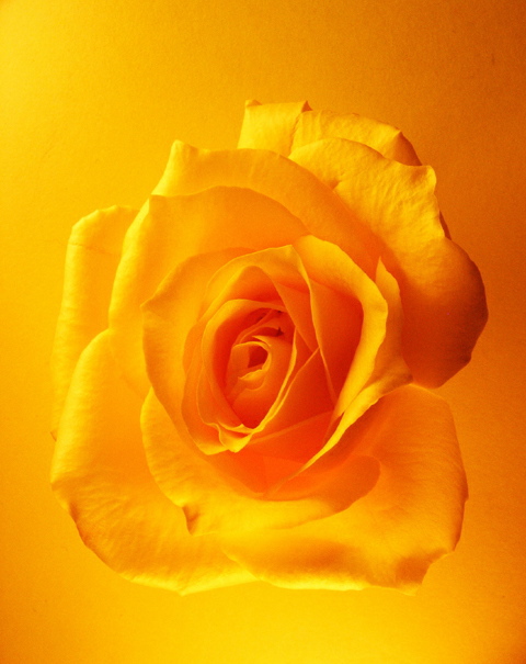 Yellow Rose