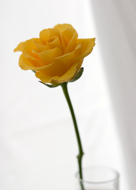 Yellow Rose