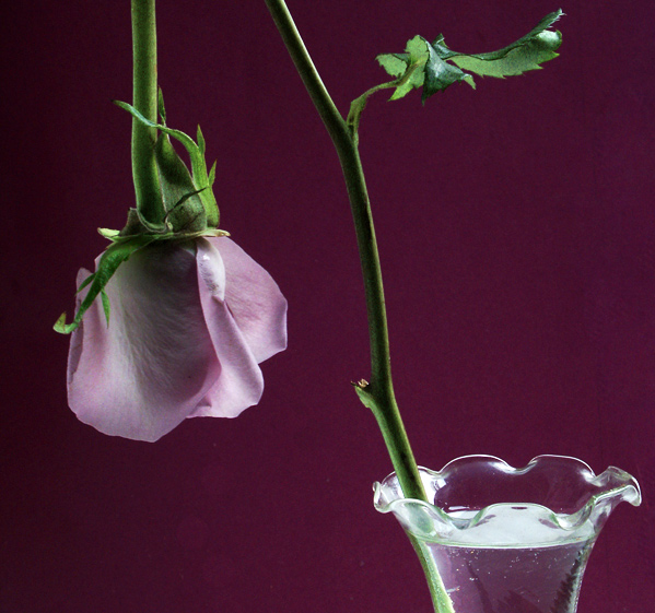 Broken Beauty