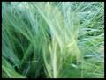 Breeze blowing through the grass