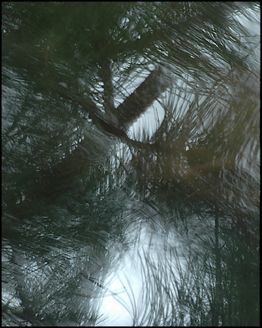 Fir Tree Swirl