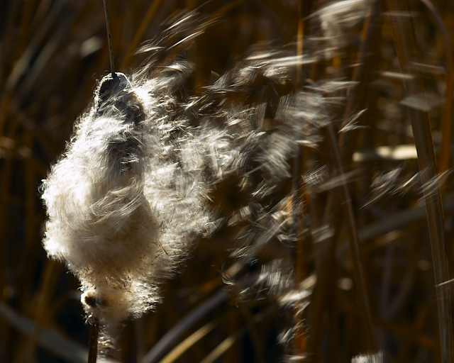 Exploding Cattail