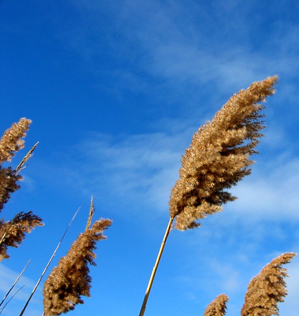 Wind Blow, earth and sky