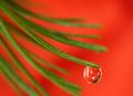 Tear Drop Carol (#118629)