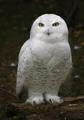 Make Wiser Desicions - New Year's Resolution