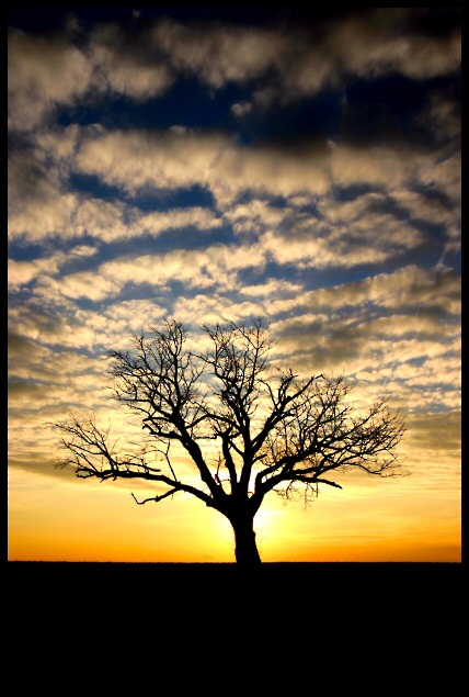The Tree
