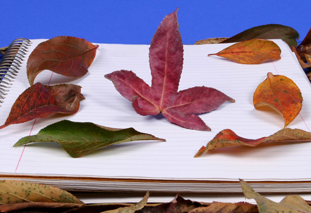 Leafs On Notebook