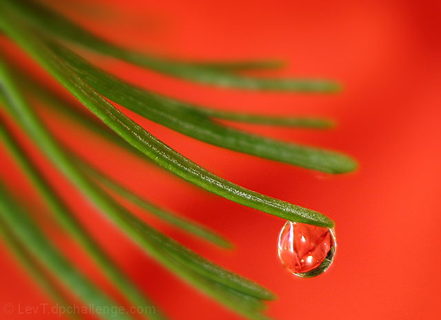 Tear Drop Carol (#118629)